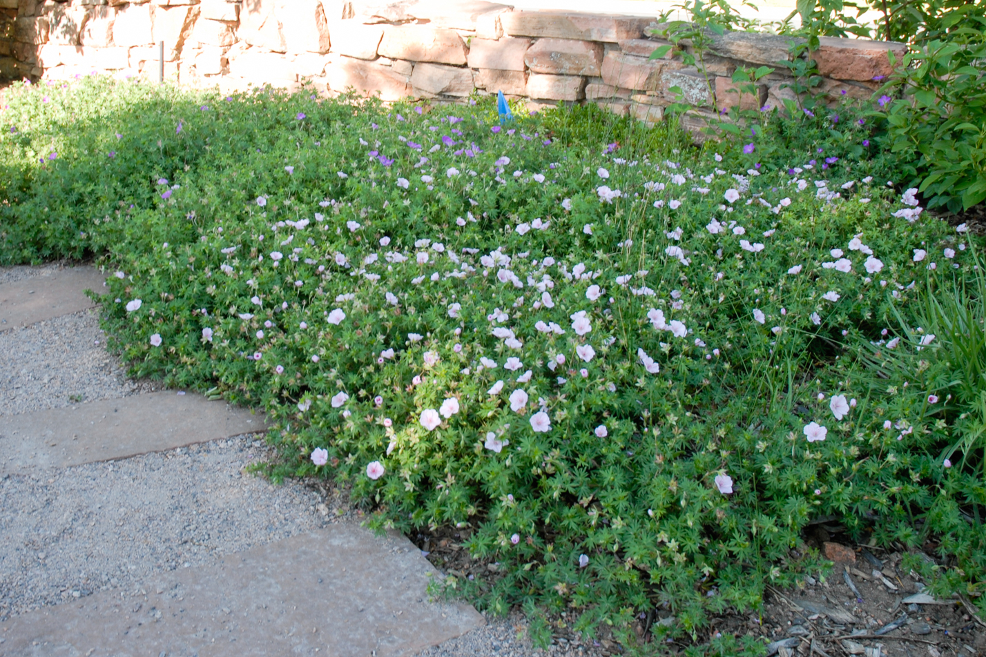 White Cranesbill